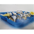OYSTER TRAYS COLOUR BLUE